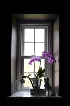 Purplr orhid in bathroom window