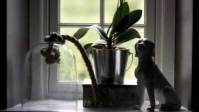 Purplr orchid and dog statue in bathroom window