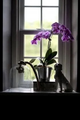 Purplr orchid and dog statue in bathroom window